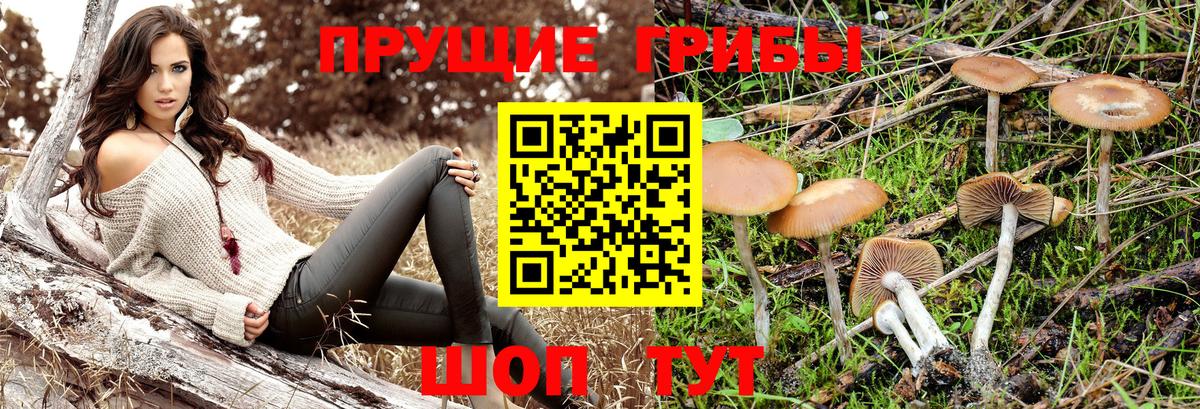 Псилоцибиновые грибы мицелий Рузаевка